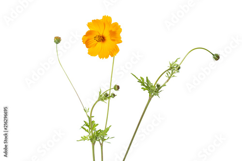 Fototapeta Naklejka Na Ścianę i Meble -  Mädchenauge (Coreopsis grandiflora), freigestellt