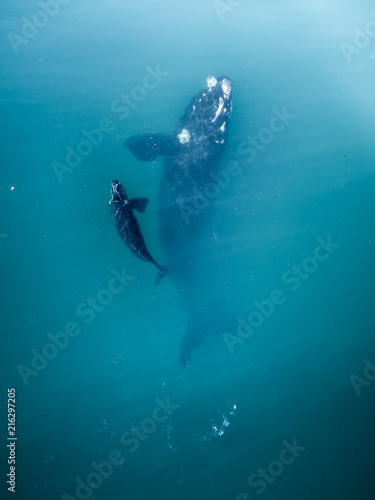 Australia - Whales 02 © KyleBowman.co