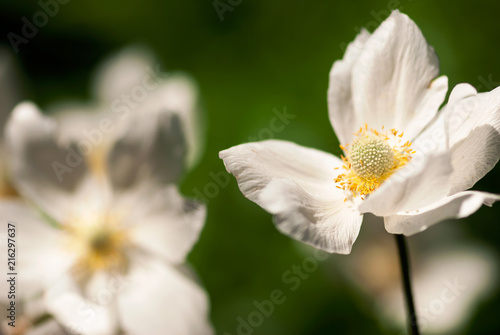 White Anemone Flowers