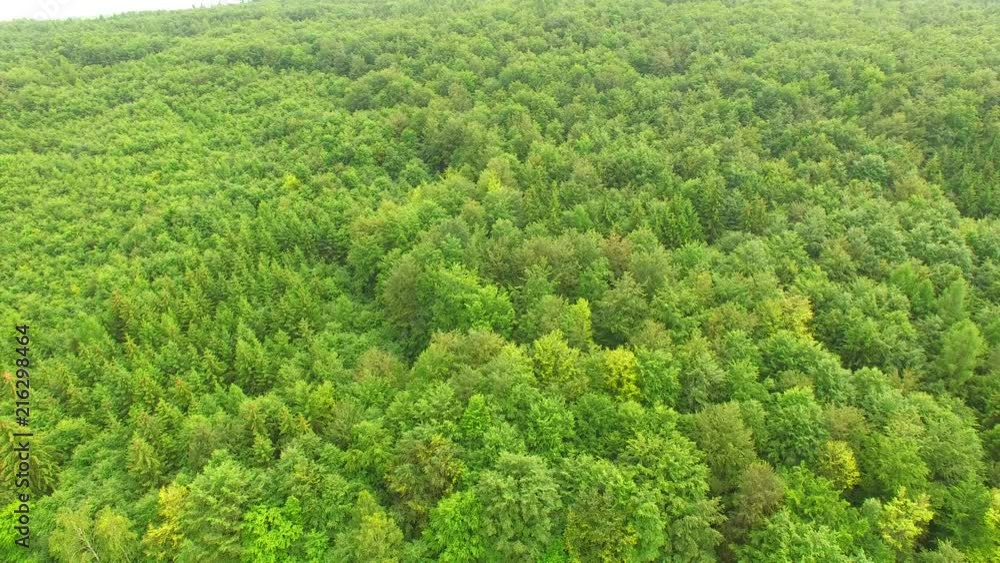 Aerial top view of summer green trees in forest in rural Europe. Drone footage. Aerial top view of summer green trees in forest in rural Europe. Drone footage.