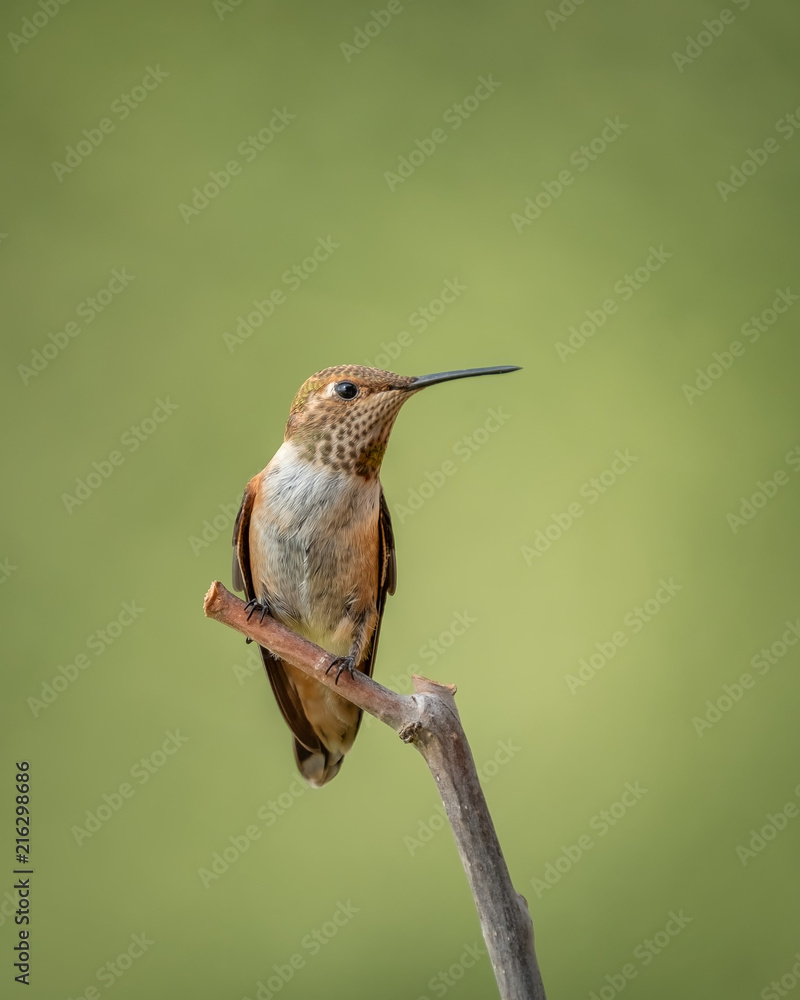 Fototapeta premium Kobieta Rufous Hummingbird