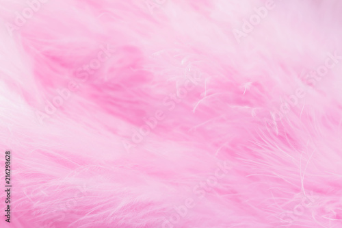 Pink bird feathers in soft and blur style  Fluffy pink feather background