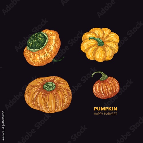 Pumkin on black background. Vector color illustration. Healthy organic food.