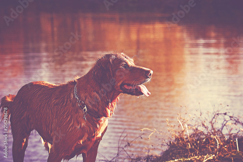 pretty dog playing at a local pond on a hot summer day