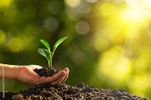 closeup hand of person holding abundance soil with young plant in hand   for agriculture or planting peach nature concept. photo