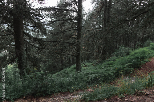 footpath through pine forest in the village of Prevalla, Prizren, Kosovo photo