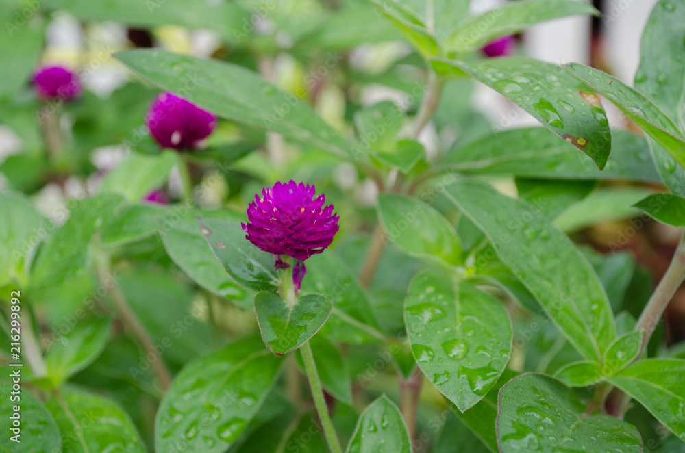 globe amaranth. (gomphrena Globosa) flowers in park on summer. globe amaranth. (gomphrena Globosa) flowers in park on summer.