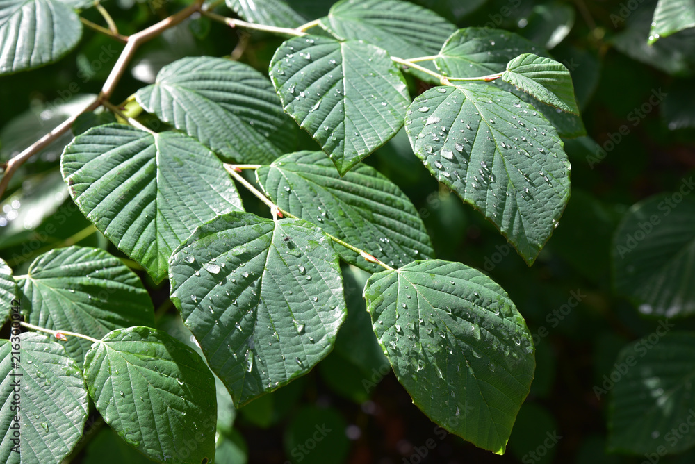 Feuilles et gouttes de pluie en été Feuilles et gouttes de pluie en été