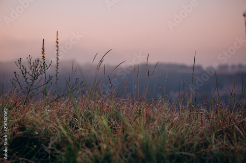 vegetation green leaves dawn dew rays sun