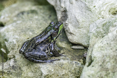 American green frog on gray rocks
