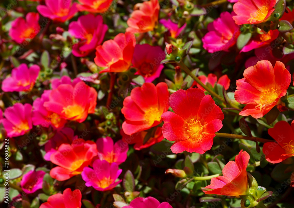 Portulaca oleracea (Verdolaga, Pigweed, Little hogweed, Red root, Pursley) pink flowers in the garden as a background.Selective focus. Portulaca oleracea (Verdolaga, Pigweed, Little hogweed, Red root, Pursley) pink flowers in the garden as a background.Selective focus.
