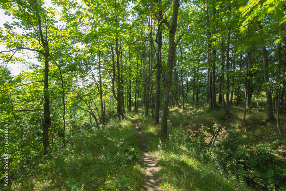 Fototapeta premium Path in to the Bruce Trails Split Rock Narrows