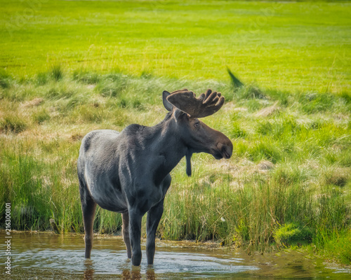 Bull Moose  © DON