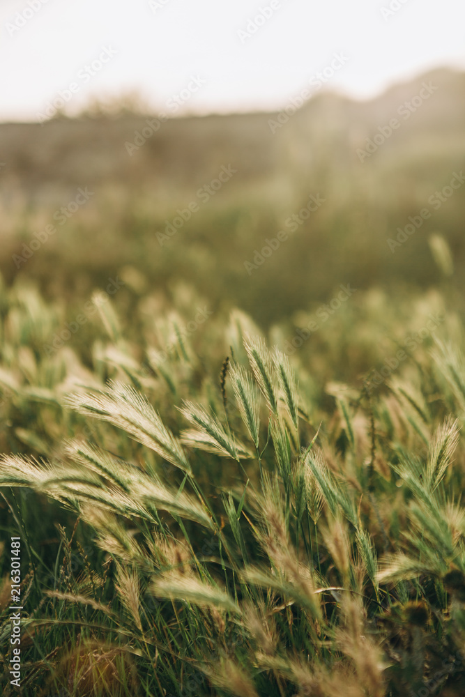 vegetation green leaves dawn dew rays sun vegetation green leaves dawn dew rays sun