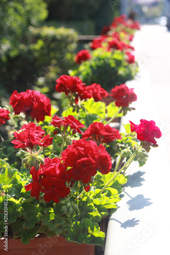 Fototapeta Naklejka Na Ścianę i Meble -  row of red geraniums on the railing of a bridge