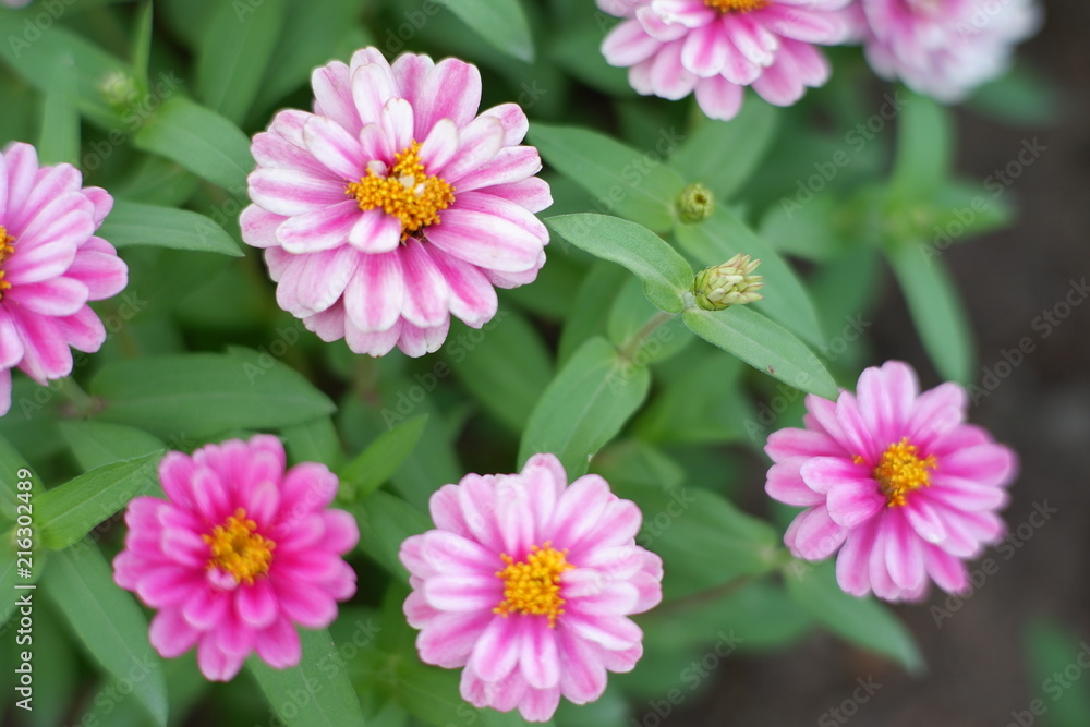 Fototapeta premium Beautiful purple flowers