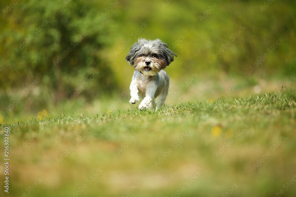 Adorable and happy Bichon Havanese dog with summer haircut running through a beautiful, green clearing on a bright sunny day