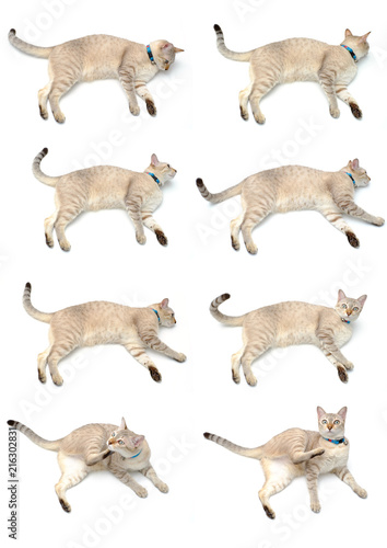 Set of many cats standing in white background. © sorayut