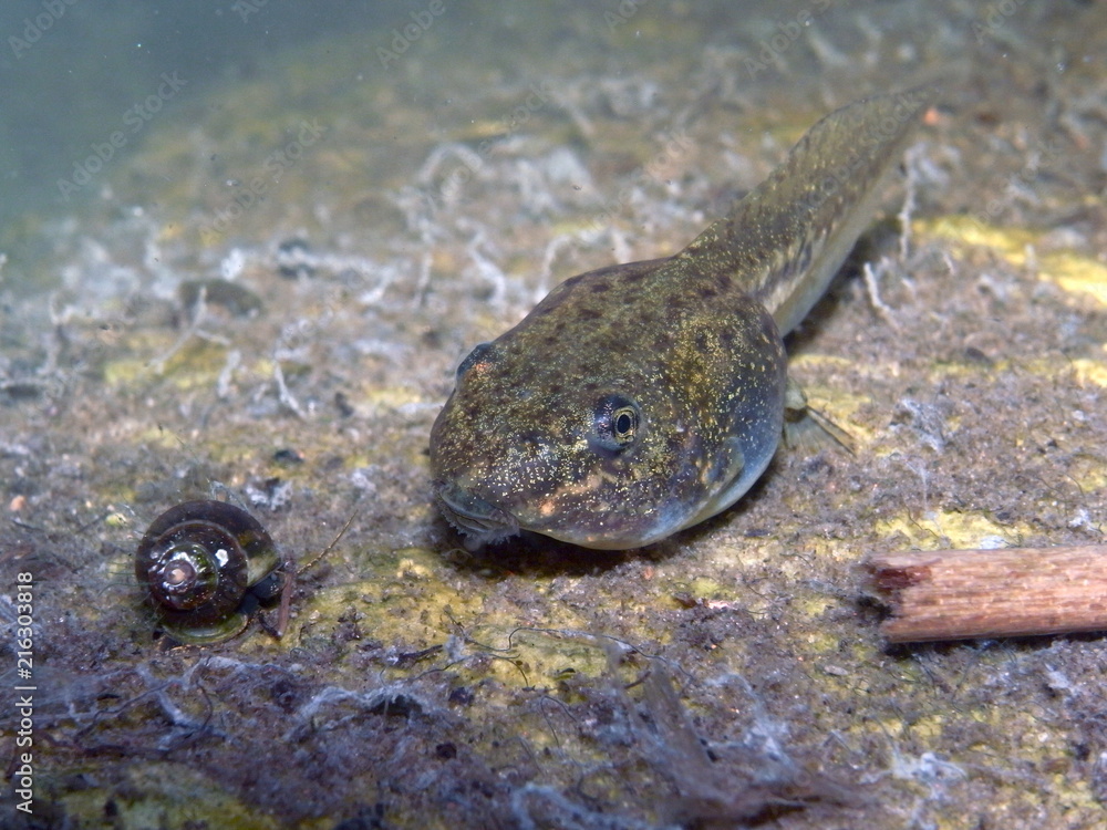 Tadpole or Pollywog in Pond Tadpole or Pollywog in Pond