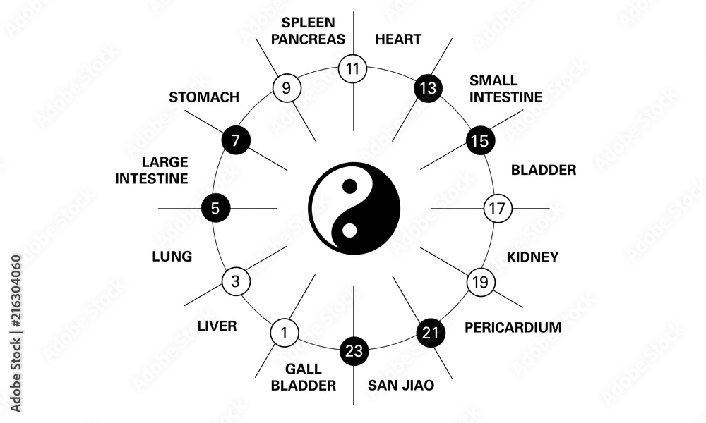 Circadian clock of the main meridians of the body according to Chinese