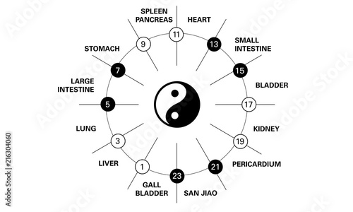 Circadian clock of the main meridians of the body according to Chinese medicine - 24 hours.  Yin yang indicator : black is yin whereas white is yang.  Rhythms of the organs of human body on 24 hours