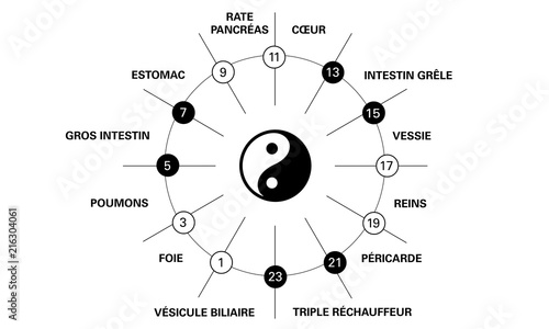 Horloge circadienne des principaux méridiens du corps selon la médecine chinoise avec indication polarité yin yang et organes humains sur une horloge de 24 heures. Noir représente yin, blanc est yang photo