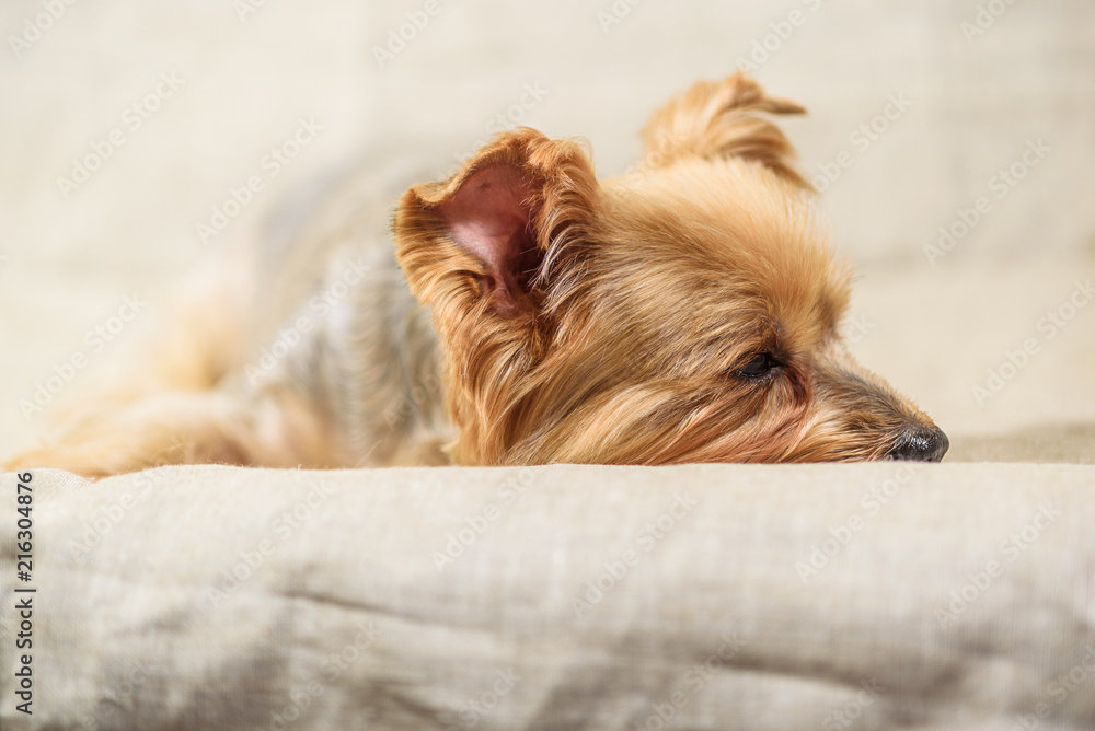 studio portrait of a Yorkshire terrier studio portrait of a Yorkshire terrier
