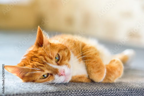 portrait domestic red cat lying on the sofa