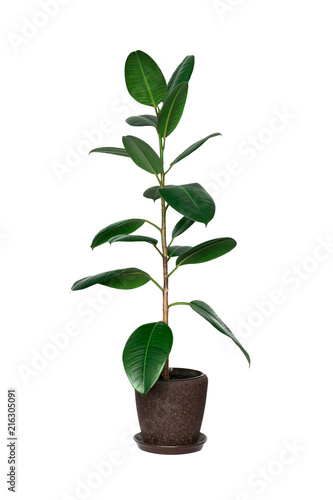 Potted ficus tree isolated on white