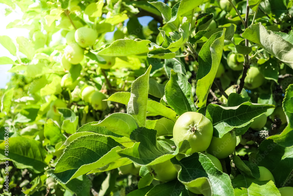 Green beautiful apple on branch in green garden. Sunny background out of focus. Green beautiful apple on branch in green garden. Sunny background out of focus.
