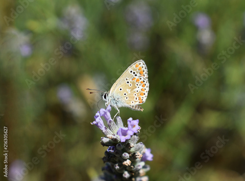Common Blue Butterfly Polyommatus icarus