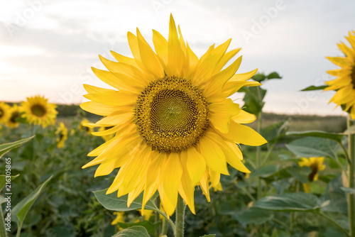 sunflower in the field of sunflowers