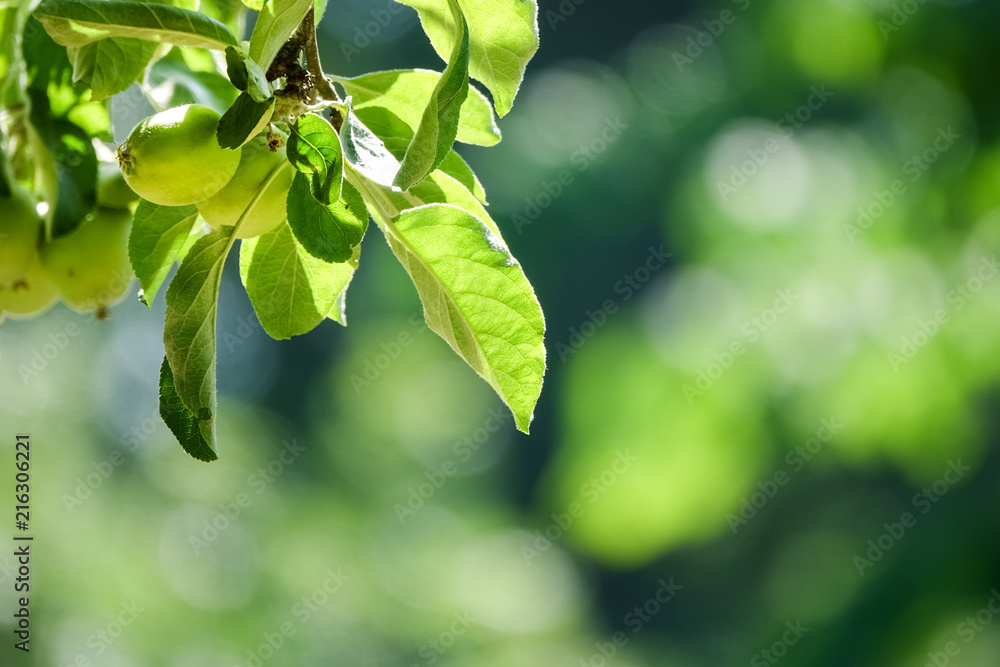 Green beautiful apples on branch in green garden. Sunny background out of focus. Green beautiful apples on branch in green garden. Sunny background out of focus.