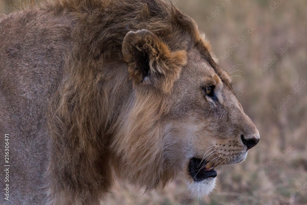 Naklejka premium Löwenportrait
