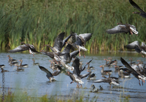 Geese takes off from a small pond