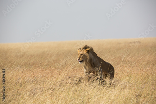 Löwe - Serengeti - Savanne