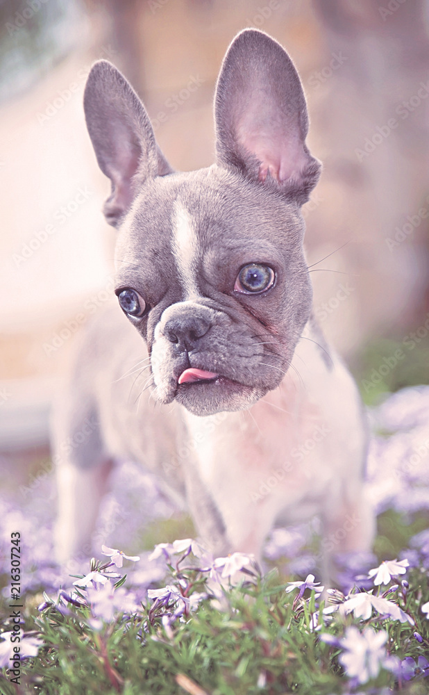 cute french bulldog puppy sitting in purple flowers