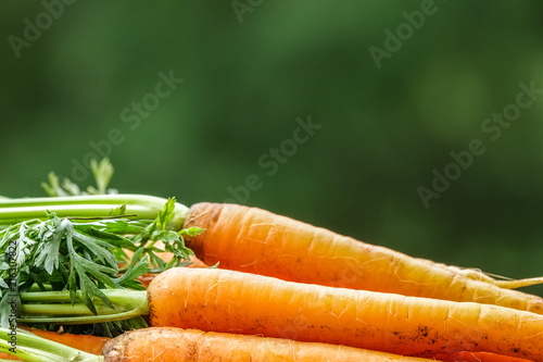 Close-up of bundle of carro...