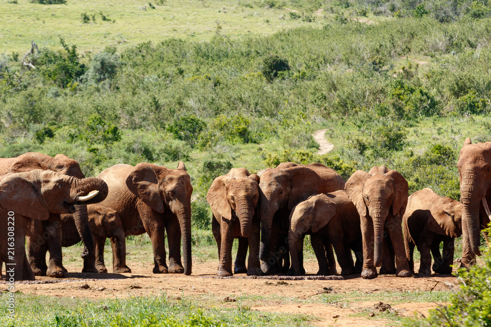 Elephant family standing together