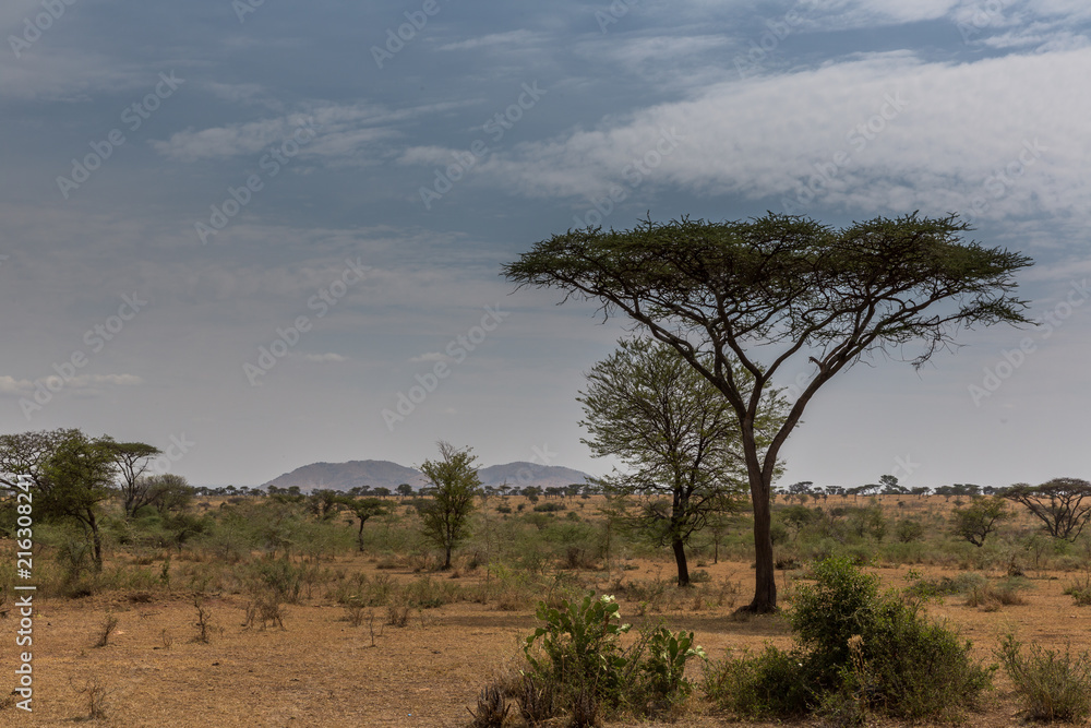 Akazie - Serengeti