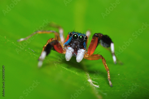 beautiful of colorful jumper spider 