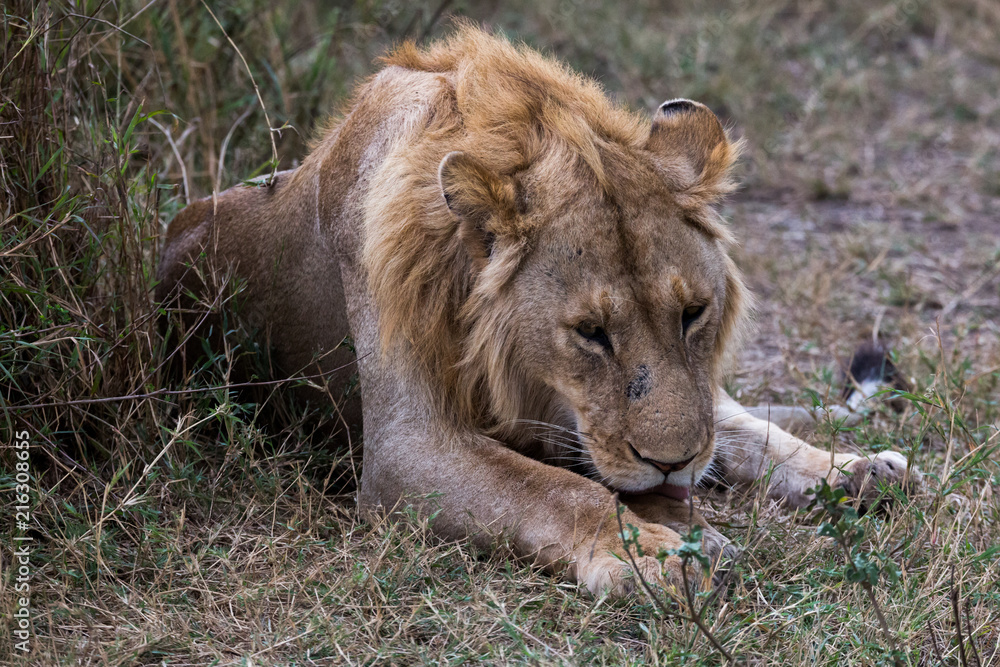 Naklejka premium Wilder Löwe - Serengeti