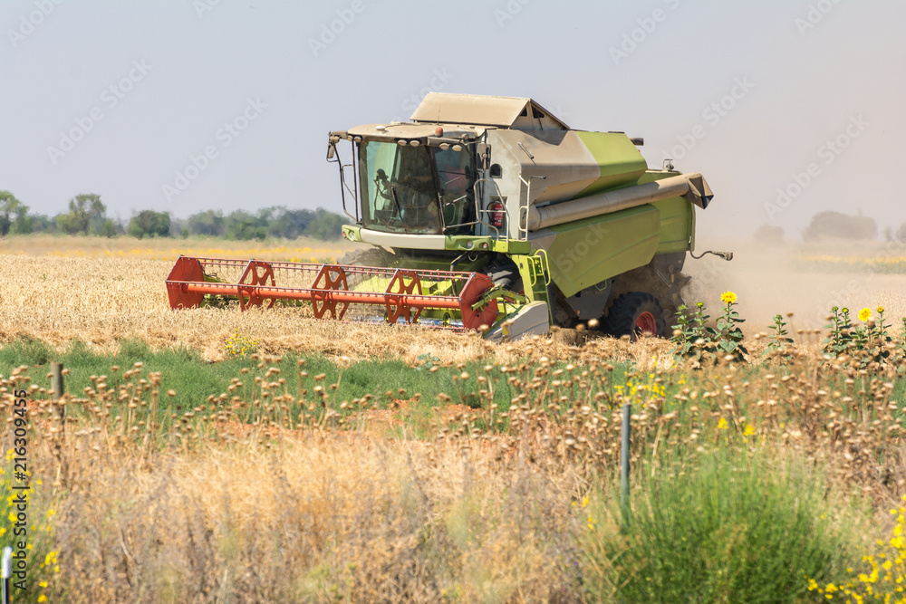Fototapeta premium Harvester collecting wheat in summer