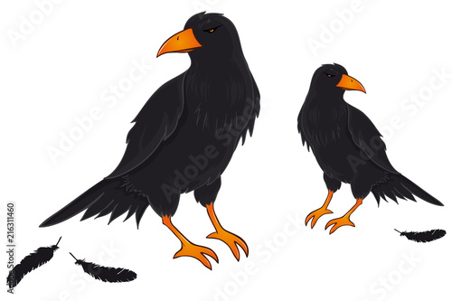 two black Birds Ravens Crows Hugin and Munin
