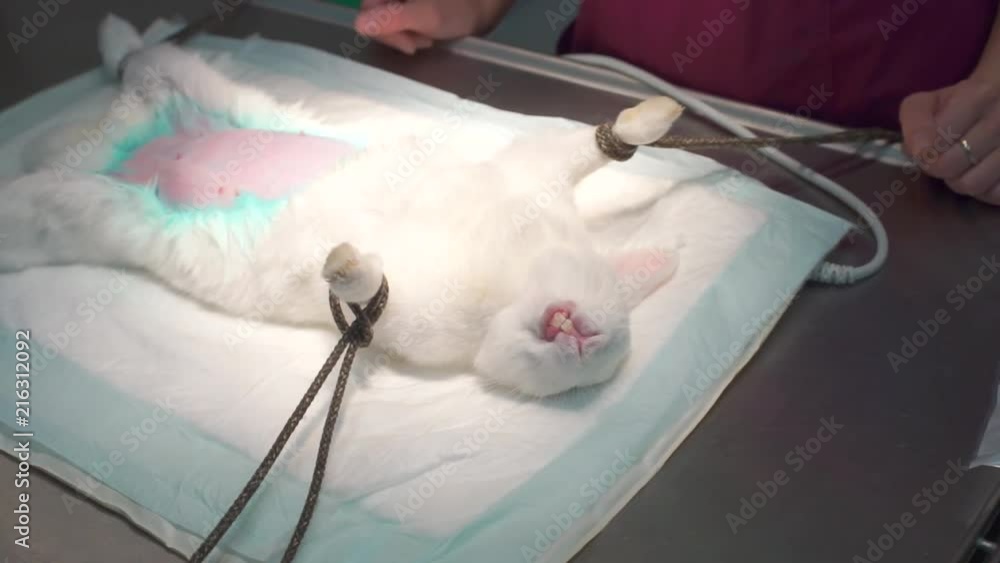 face of doctor, white rabbit on table face of doctor, white rabbit on table