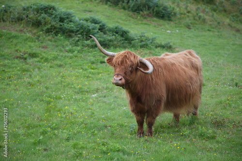 Isle of Skye highlands cattle