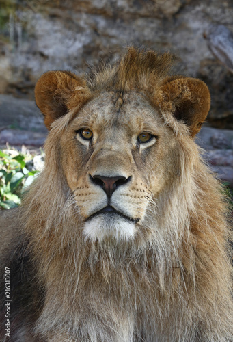 Fototapeta Naklejka Na Ścianę i Meble -  Close up portrait of young male African lion