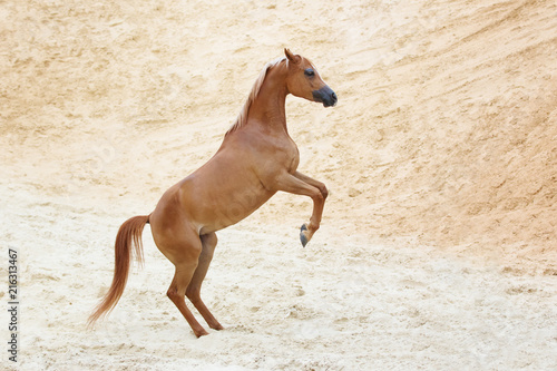 Chestnut rearing arabian horse on sandy desert background