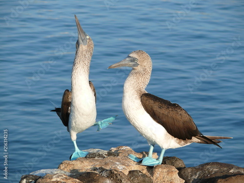 Blue footed boobies, galapagos, ecuador
