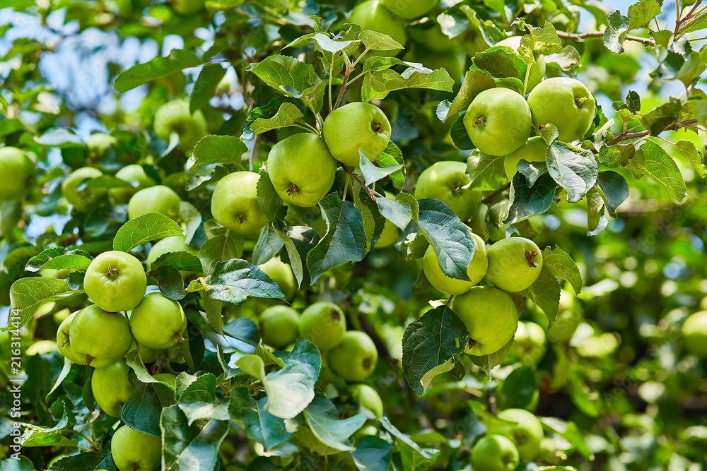 green ripe apples on a branch green ripe apples on a branch